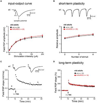 Increase in activin A may counteract decline in synaptic plasticity with age